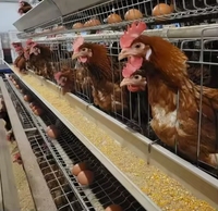 Cage de pondeuses 1000 poulets ferme avicole batterie Cages pour volaille poulet pondeuse poule oeuf un Type couche poulet cage élevage