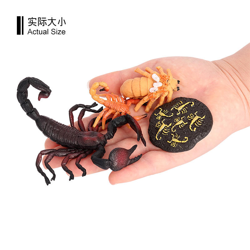 2492 Ciclo de vida del escorpión