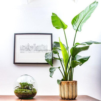 Dispositif de terrarium en verre dôme, kit de vase pour plantes hydroponiques