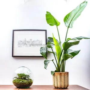 ドーム型ガラステラリウム植物植物花瓶グローブテラリウムキット