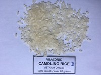 Riz Calrose à grains moyens du Vietnam / Camolino séché doublement poli à texture dure pour l'exportation sous marque privée OEM - Mme Daisy