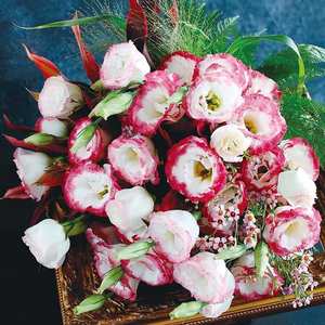 Origin of Eustoma grandiflorum Double-petaled flowering and easy-to-grow flower varieties suitable for outdoor garden flower - Product Image 3