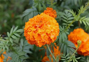 مسحوق لوتين مستخلص من زهرة المارجولد مستخلص من زهرة المارجولد بالجملة توريد المصنع - Product Image 6