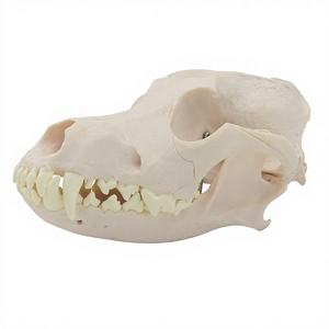 Modelo de exhibición de cráneo y <span class=keywords><strong>esqueleto</strong></span> de perro adulto de tamaño natural para hospital veterinario, ganadería y enseñanza médica - Product Image 1