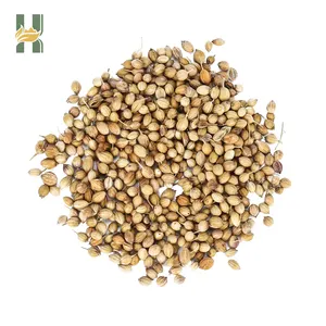 SFG tedarikçisi sıcak satış doğal organik baharat ve otlar kişnik-tohum-fiyat en kaliteli mısır kişniş tohumları