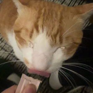 Fanbei Brand Soft-Canned Nourriture humide pour <span class=keywords><strong>chat</strong></span> avec différentes saveurs Nutrition Strips Friandises pour chats - Product Image 4