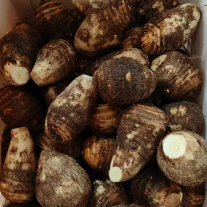 Radice di Taro Fresca di Qualità Premium, Taro Cocoyam Dasheen <span class=keywords><strong>Eddoe</strong></span> Arbi Colocasia, Patata Taro, Prezzo all'Ingrosso per l'Esportazione - Product Image 1