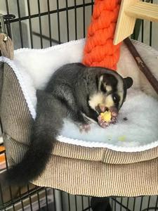 Petit animal de compagnie hiver chaud hamac cochon d'Inde Hamster canapé-lit avec crochets amovible lavé coussin pour animaux de compagnie ours doré laine <span class=keywords><strong>Den</strong></span> - Product Image 2