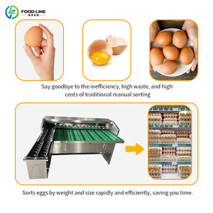 Classificatore di Uova per la Selezione e l'Ordinamento delle Uova di Gallina, Linea di Processo Automatica Professionale per la Classificazione delle Uova di Piccole Dimensioni - Product Image 3