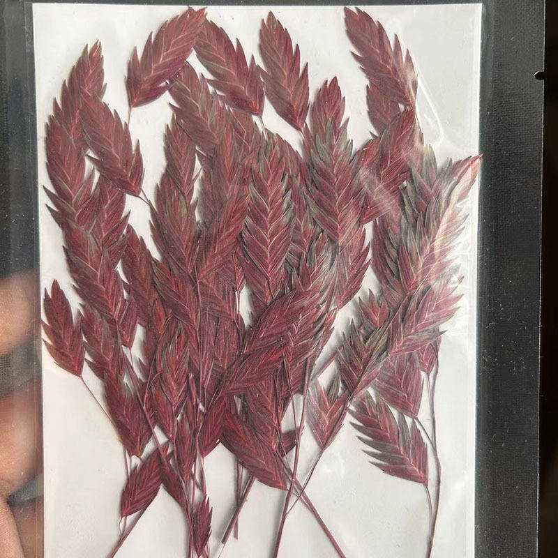 MH484 W.br anch Teint Rouge 6-10cm