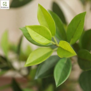Üst satıcı yapay Ruscus aculeleaves festivali düğün dekorasyon için limon yaprağı dalları gerçek dokunmatik bırakır - Product Image 6