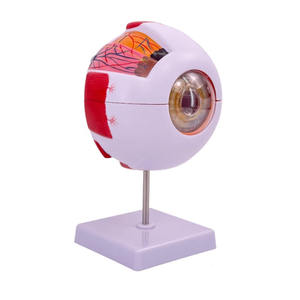Modelo Anatómico del Ojo Humano Ampliado 6 Veces, Modelo de la Estructura del Ojo con Marcas - Product Image 1