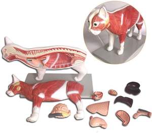 Modelo <span class=keywords><strong>de</strong></span> Anatomía <span class=keywords><strong>de</strong></span> Gato - Espécimen <span class=keywords><strong>de</strong></span> Órganos Viscerales Felinos Desmontable <span class=keywords><strong>de</strong></span> PVC con Base <span class=keywords><strong>de</strong></span> Exhibición para Enseñanza Veterinaria - Product Image 3