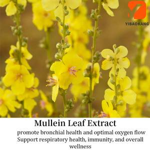لواكة أوراق المولين لصحة الجهاز التنفسي والحصانة والعافية الشاملة تعزز صحة الشعب الهوائية مكملات أوراق الموليلين للرئة - Product Image 5