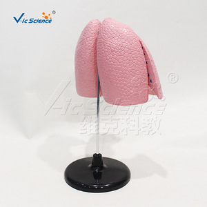 4. Modèle d'anatomie pulmonaire détachable, modèle pédagogique du système respiratoire, équipement pédagogique de laboratoire - Product Image 4