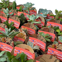 Emballage de couverture de pot d'emballage de succulentes ou de cactus personnalisé de logo imprimé de conception unique mignon promotionnel