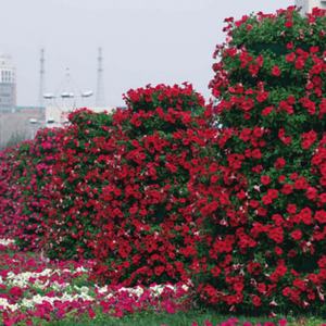 Sistemas de Jardín Vertical, Macetas Francesas, Macetas Verticales Tipo Torre para Flores - Product Image 6