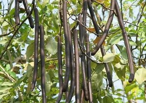 Лидер продаж, экстракт кигелии, порошок для очищения, экстракт кигелии Африкана - Product Image 3