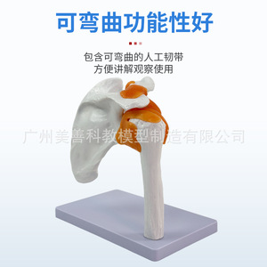 Modelo de Articulación del Hombro Natural 1:1 para Enseñanza; Modelo de Articulación del Hombro Humano con Ligamentos y Escápula; Móvil - Product Image 3