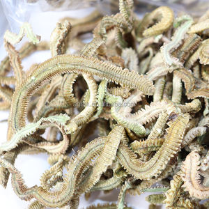 Señuelo de pesca camarón seco lombriz verde lombriz vivo gusano seco pesca en el mar Sin revisiones todavía carne océano playa río lago para <span class=keywords><strong>cebo</strong></span> de pesca - Product Image 5