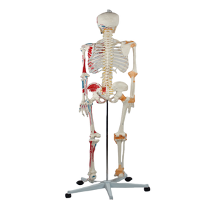 Modelo de Esqueleto <span class=keywords><strong>Humano</strong></span> de Tamaño Real de 176 cm, <span class=keywords><strong>Huesos</strong></span> Numerados, Marcas de Inserción de Músculos en la Mitad, Estructura de Ligamentos en la Mitad - Product Image 5