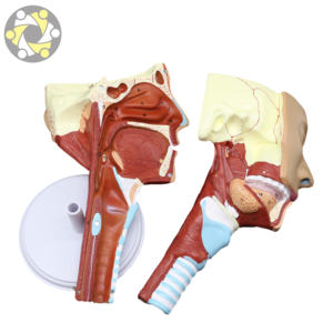 Modelo de enseñanza de ciencias médicas, cavidad <span class=keywords><strong>Nasal</strong></span> anatómica humana, músculos de la faringe de laringe para estudios de cabeza de otorrinolaringología - Product Image 2