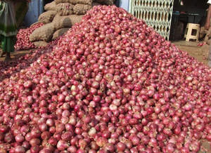 2025 Oignons rouges en vrac de qualité supérieure du Vietnam Oignon rouge frais exportation de gros produits agricoles - Product Image 4