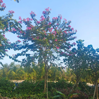Arbres de Bauhinia violettes du Moyen-Orient, résistants aux UV, arbres de Bauhinia à fleurs de carthame, plantes vivantes pour la décoration extérieure de jardin