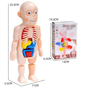 Modèle de puzzle en PVC sur l'anatomie du corps humain, marque YULIN, jouet éducatif pour enfants, squelette de torse à assembler, apprentissage précoce de la structure des organes - Product Image 3