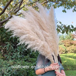 V-3078 Wholesale Price Fluffy Plume Reed <strong>Grass</strong> Pink White Natural <strong>Dried</strong> Pampas <strong>Grass</strong> for Wedding - Product Image 3