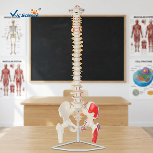 Modèle médical flexible en PVC de colonne vertébrale avec têtes d'ischio-jambiers et insertions musculaires - Product Image 2