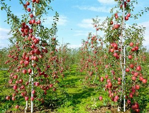 Varillas de Fibra de Vidrio de Alta Calidad de 15 mm de Diámetro por 10 Pies de Largo para Soporte de Plantas y Árboles de Tomate - Product Image 5