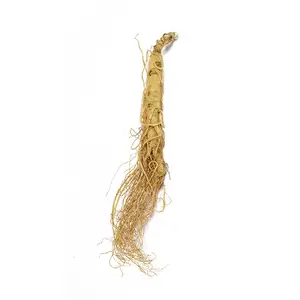 Raw Ginseng Root High Quality China Jilin Changbai Mountain Dried Ginseng