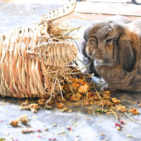 Fourrage de paille pour maisonnette d'animaux, pour lapins et petits animaux