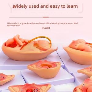 Modèle <span class=keywords><strong>de</strong></span> planification familiale en PVC 10 pièces pour la croissance embryonnaire pendant la grossesse - Product Image 2