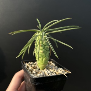 [Euphorbia Clava] Suculenta del Desierto, Venta al por Mayor, Certificada, Espécimen Raro de Caudex, Plantas de Interior, Forma de Caudex Única, Raíces Saludables - Product Image 5