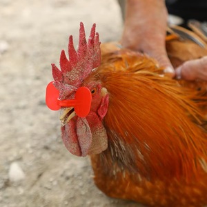 Nuevas <span class=keywords><strong>Gafas</strong></span> de Plástico para Pollos y Protecciones Oculares para Aves de Corral, Rojas, Anti-Picaduras, Protección Ocular para la Alimentación de Aves de Corral, Material PP - Product Image 4