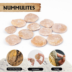 Especímenes geológicos de cristal natural de fósiles de nummulita al por mayor de alta calidad inspirados en la región mediterránea de estilo Feng Shui - Product Image 2