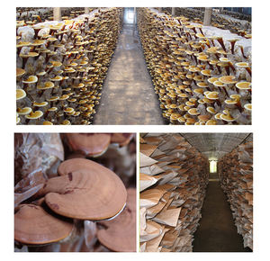 Растительный экстракт, порошок Ganoderma Lucidum, беспищевой экстракт грибов линчжи, оболочка Ganoderma/Рейши/гриб натуральный - Product Image 2