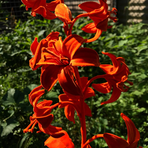 Servicio Profesional de Flocado de Tela No Tejida Hecho en Italia para Prototipos en Diferentes Formas, Accesorios 100% Poliéster - Product Image 3