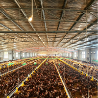 Ligne d'alimentation automatique pour poulets de chair et ligne d'abreuvement automatique, mangeoire et abreuvoir automatiques, ligne d'alimentation pour volailles de chair