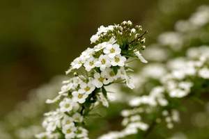 25 Pacchetti Assortiti di Semi di Fiori Prodotti negli USA, Include 10 Varietà Come Non-Ti-Scordar-Di-Me, Rosa, Fiori di Giorno, e Altri per Vasi e Fioriere - Product Image 5