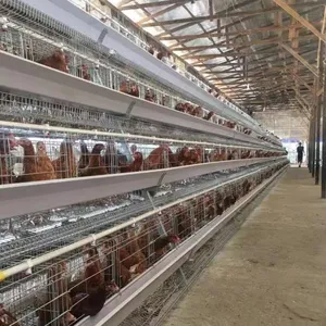 Matériel de ferme de poulet exceptionnel, 3 à 5 niveaux, 90 à 120 couches par ensemble, prix d'usine