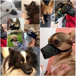 물기를위한 큰 조절 가능한 통기성 색상 전술 개 총구 - Product Image 5