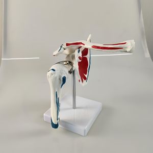 Modèle d'articulation de l'épaule de qualité supérieure avec points de départ et d'arrivée des muscles, vente directe d'usine, modèle d'entraînement médical, produit très demandé - Product Image 4