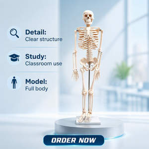 Modelo de Esqueleto <span class=keywords><strong>Humano</strong></span> de 85 cm, Tamaño Real, Esqueleto Anatómico de <span class=keywords><strong>Cuerpo</strong></span> Completo para Enseñanza Médica y Demostración, CE/ISO/ROHS/CNAS - Product Image 1