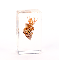 Spécimen personnalisé en résine insecte en résine spécimen de crabe acrylique presse-papiers coquillages décoration grenouilles cadeau souvenir fait main