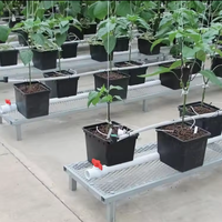 Système hydroponique en seaux hollandais pour la culture de légumes et de fruits en serre, seaux de culture en substrat