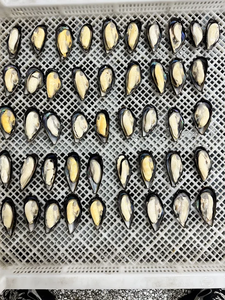 Nueva Temporada Buen <span class=keywords><strong>Precio</strong></span> <span class=keywords><strong>Mejillones</strong></span> Congelados en Media Concha - Product Image 2