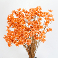 Bouquet de fleurs séchées éternelles DIY - Mini marguerites étoilées brésiliennes écologiques longue durée pour la maison, la Saint-Valentin et Noël